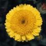 Seminte profesionale Calendula officinalis - Galbenele - imagine 49098